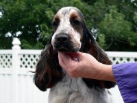 Brasswinds English Setters and English Cocker