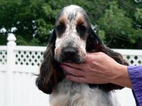 Brasswinds English Setters and English Cocker