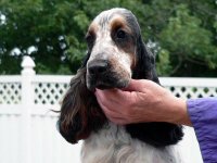 Brasswinds English Setters and English Cocker