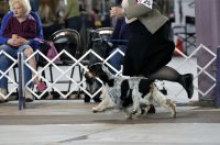 Brasswinds English Setters and English Cocker