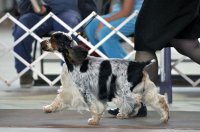 Brasswinds English Setters and English Cocker