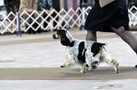 Brasswinds English Setters and English Cocker