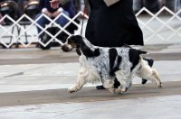 Brasswinds English Setters and English Cocker