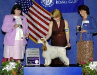 Brasswinds English Setters and English Cockers