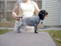 Brasswinds English Setters and English Cockers