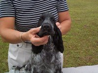 Brasswinds English Setters and English Cockers