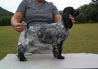 Brasswinds English Setters and English Cockers
