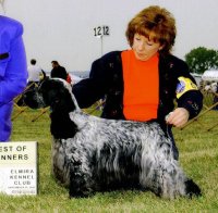 Brasswinds English Setters and English Cockers