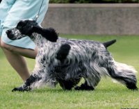 Brasswinds English Setters and English Cockers