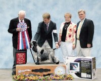 Brasswinds English Setters and English Cockers