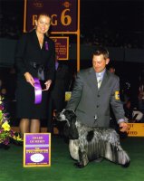 Brasswinds English Setters and English Cockers