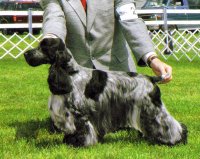 Brasswinds English Setters and English Cockers