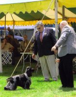 Brasswinds English Setters and English Cockers