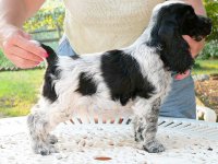 Brasswinds English Setters and English Cockers