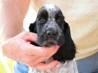 Brasswinds English Setters and English Cockers