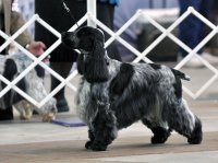 Brasswinds English Setters and English Cockers