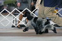Brasswinds English Setters and English Cockers