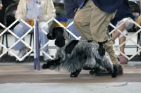 Brasswinds English Setters and English Cockers