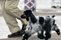 Brasswinds English Setters and English Cockers