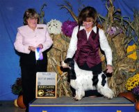 Brasswinds English Setters and English Cockers