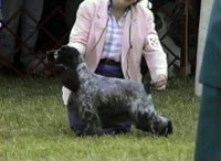 Brasswinds English Setters and English Cockers