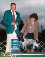 Brasswinds English Setters and English Cockers