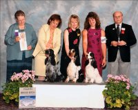 Brasswinds English Setters and English Cockers