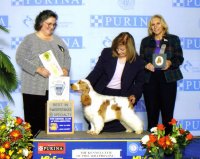 Brasswinds English Setters and English Cocker