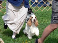Brasswinds English Setters and English Cocker