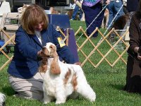 Brasswinds English Setters and English Cocker