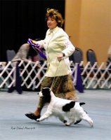 Brasswinds English Setters and English Cockers