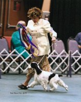 Brasswinds English Setters and English Cockers