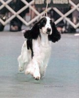 Brasswinds English Setters and English Cockers