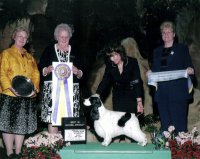 Brasswinds English Setters and English Cockers