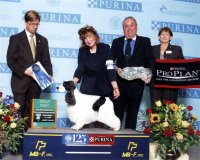 Brasswinds English Setters and English Cockers