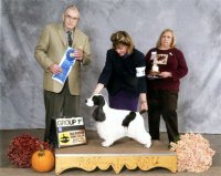 Brasswinds English Setters and English Cockers