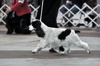 Brasswinds English Setters and English Cockers