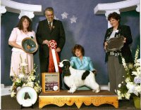 Brasswinds English Setters and English Cockers