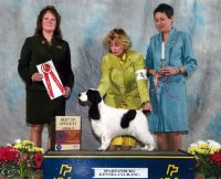 Brasswinds English Setters and English Cockers