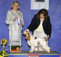 Brasswinds English Setters and English Cockers