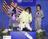 Brasswinds English Setters and English Cockers