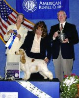 Brasswinds English Setters and English Cockers