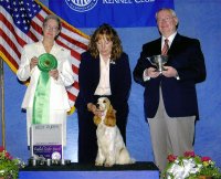Brasswinds English Setters and English Cockers