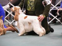 Brasswinds English Setters and English Cockers