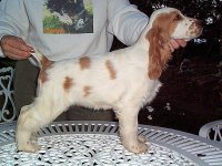 Brasswinds English Setters and English Cockers