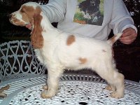Brasswinds English Setters and English Cockers