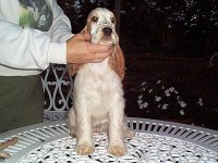 Brasswinds English Setters and English Cockers