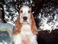 Brasswinds English Setters and English Cockers