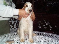 Brasswinds English Setters and English Cockers