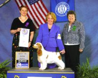 Brasswinds English Setters and English Cockers